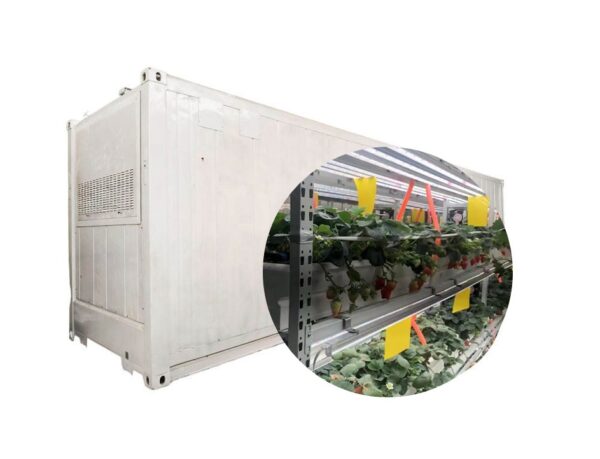 مصنع الحاويات الفراولة