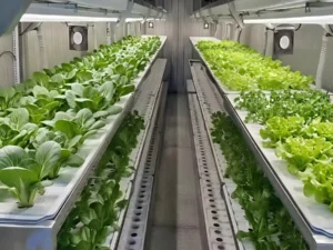 Leafy Container Plant Factory