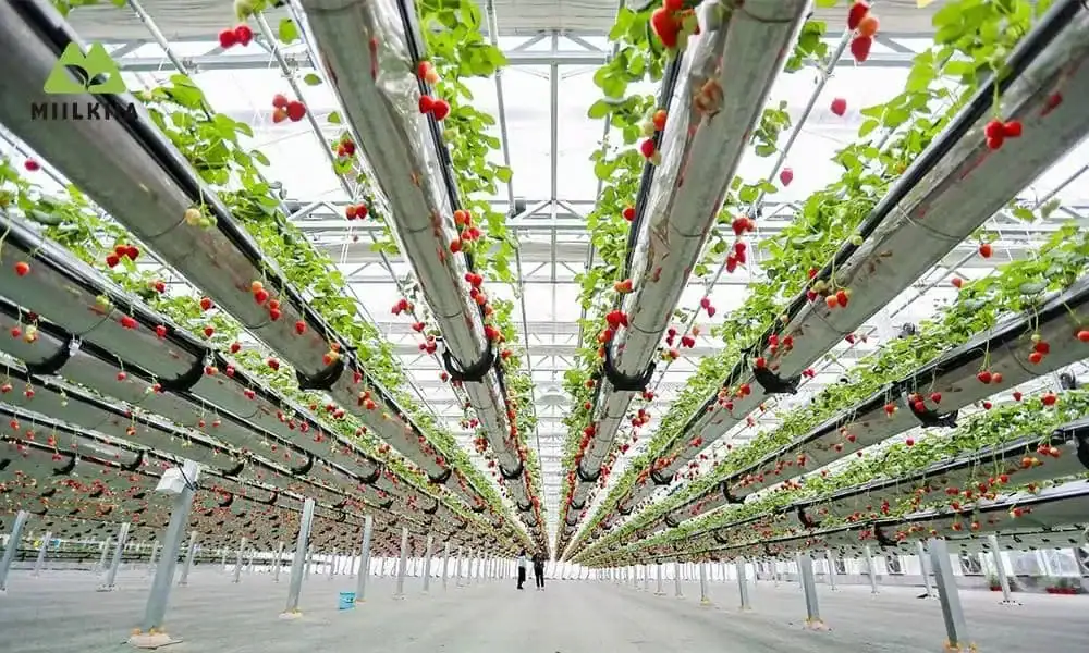 Maximize Urban Space background-1