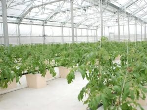 imgi_17_dutch-bucket-systems-3-1