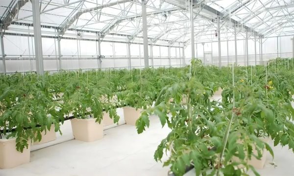 imgi_17_dutch-bucket-systems-3-1