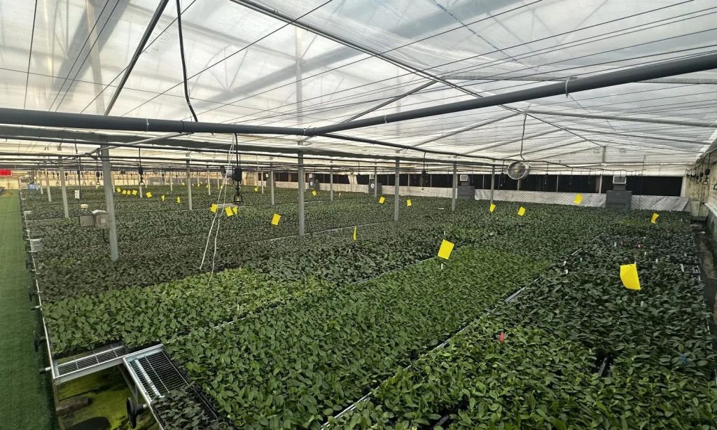 ebb and flow grow system