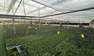 ebb and flow grow system