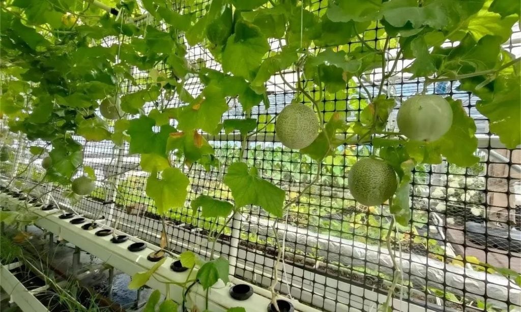 imgi 18 revolutionary black and white hydroponic channels 3