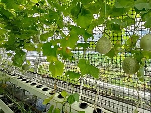 imgi_18_revolutionary-black-and-white-hydroponic-channels-3