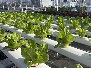 imgi_19_revolutionary-black-and-white-hydroponic-channels-4