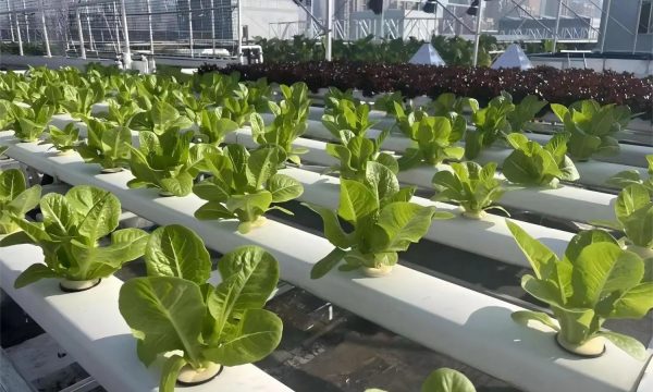 imgi_19_revolutionary-black-and-white-hydroponic-channels-4