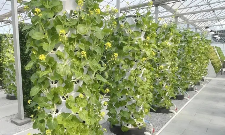 imgi 20 hydroponic towers