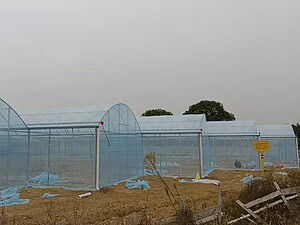 单栋薄膜温室照fotos 2