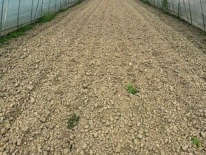 单栋薄膜温室照fotos 4