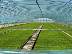 greenhouse growing systems6