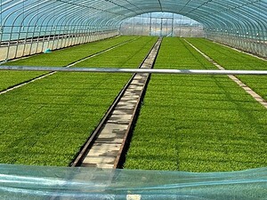 单栋薄膜温室照foto6