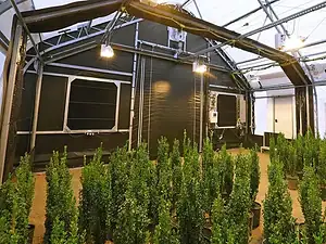 Serre à chanvre Blackout10