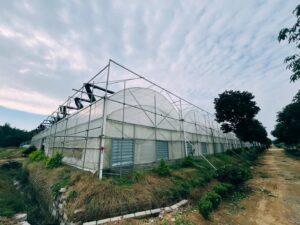 Serre à plusieurs travées en film plastique³