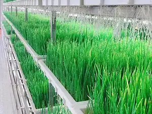Factory-Customized 40ft Containerized Fodder Growing System-1