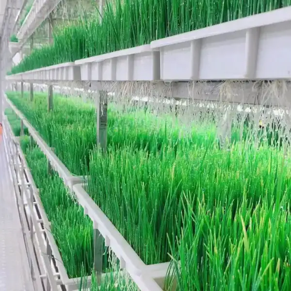 Factory-Customized 40ft Containerized Fodder Growing System-1