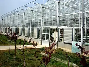 Venlo-Type Glass Greenhouse-3