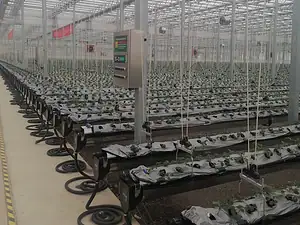 Large-Scale Glass Greenhouse-2