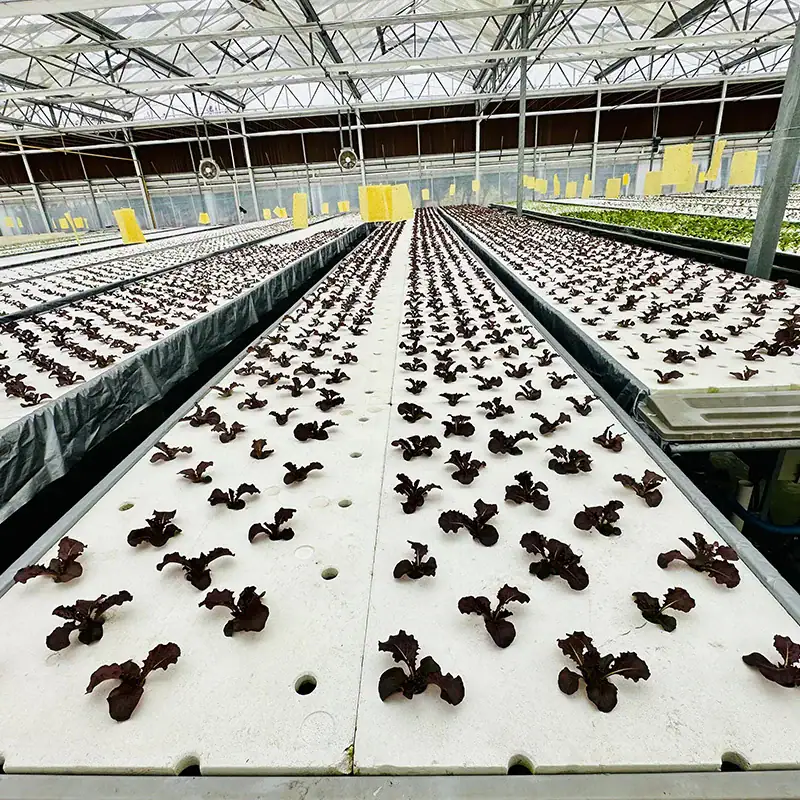 Unlocking Growth: Innovative Insights into Hydroponic Recirculating System