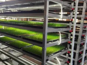 Hydroponic Artificial Pasture Planting Tray-5