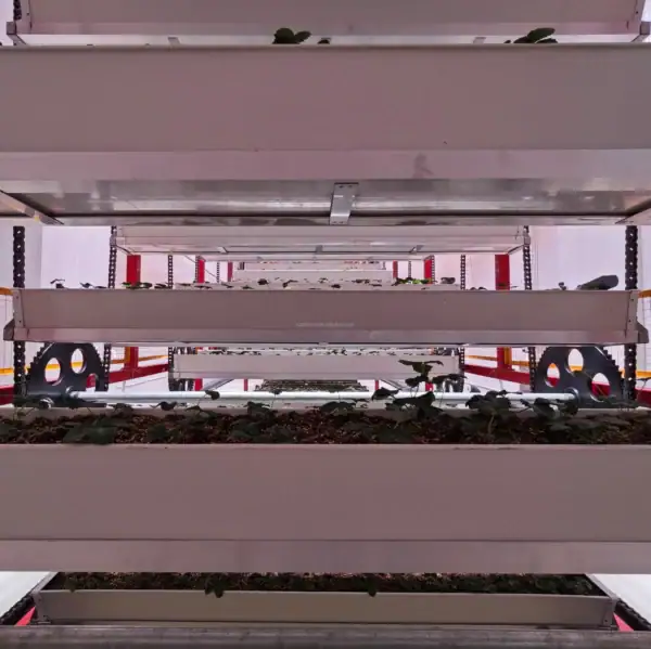 Indoor Hydroponic Farming System-5