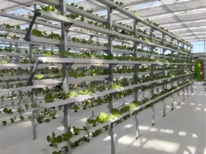 Vertical Hydroponic System1