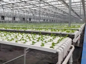 Horizontal Hydroponic System1