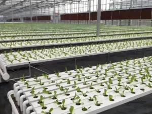 Horizontal Hydroponic System2